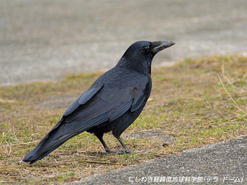 鳴く カラス 夜中