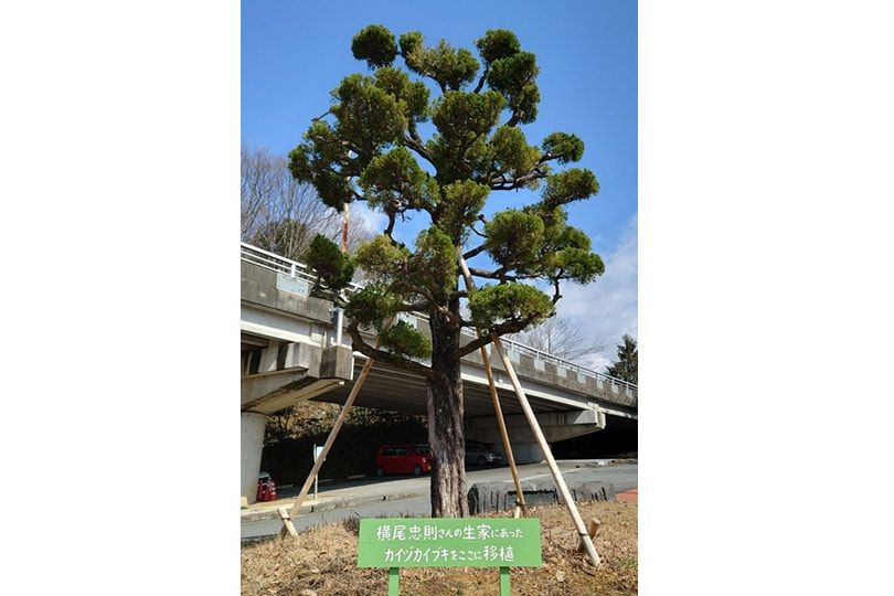 カイヅカイブキ